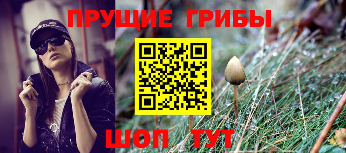 Псилоцибиновые грибы Psilocybe Томск